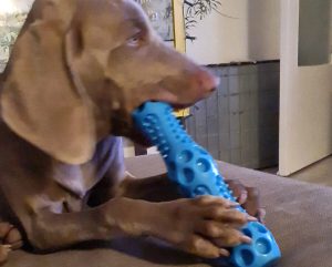Vormen prijs Manie Waar op te letten bij kauwspeelgoed voor de hond | Doderer Hondenschool