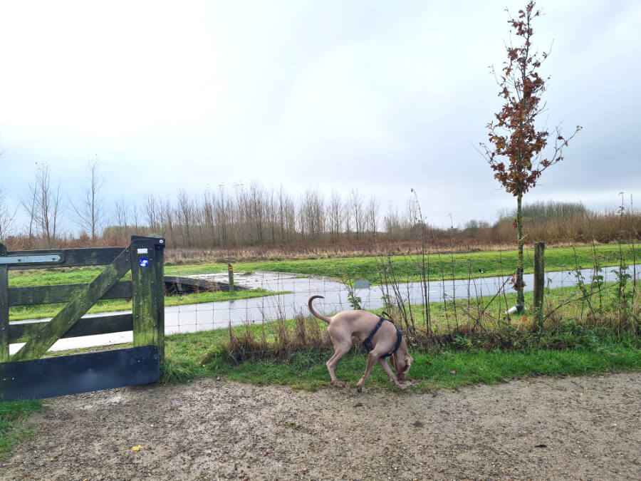 Omheind Losloopgebied Voor De Hond Bentwoud Doderer Hondenschool