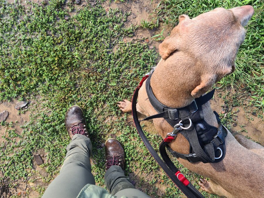 inpaklijst-vakantie-hond-halsband-lijn-riem-tuig