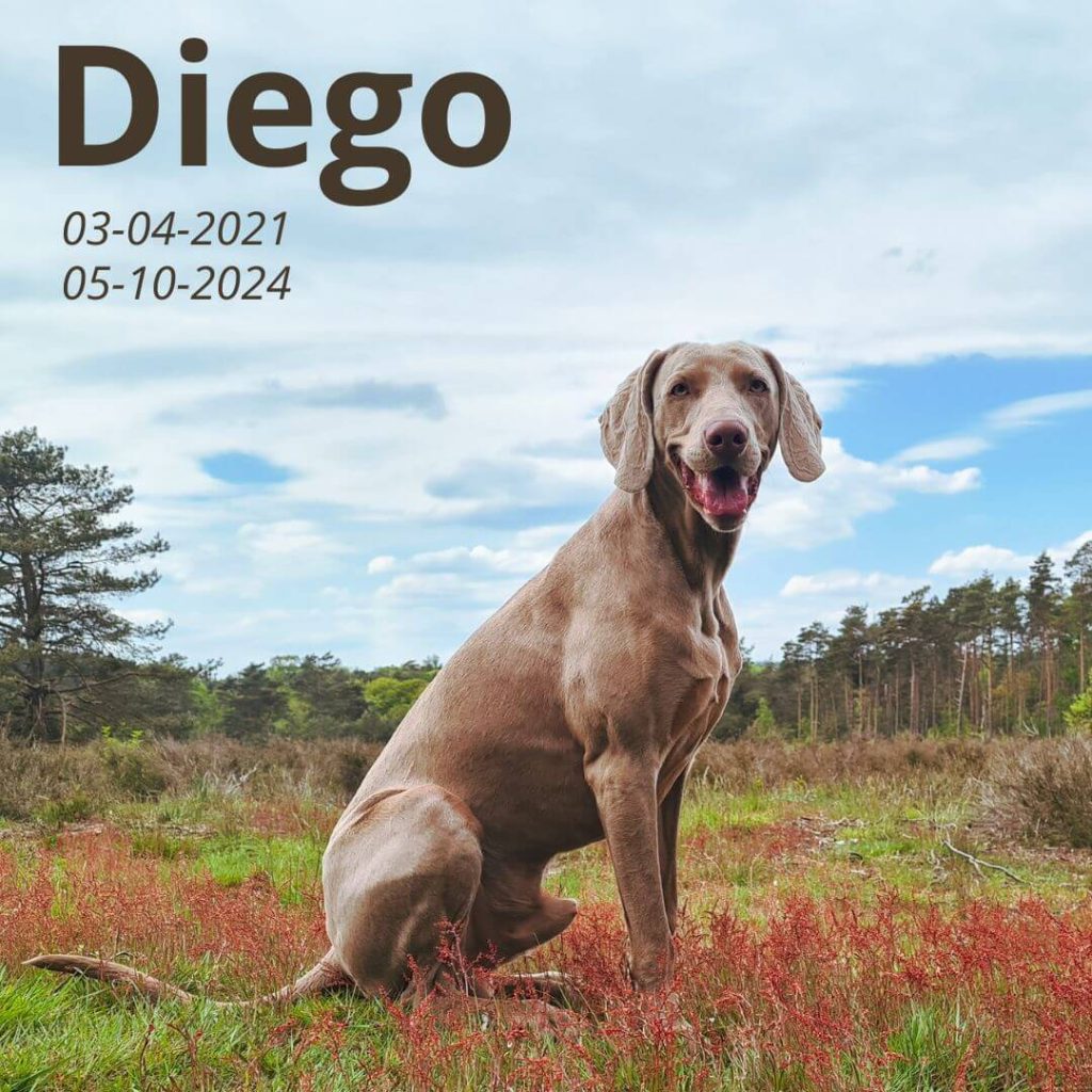 diego